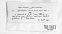 Sphaeropsis sapinea image